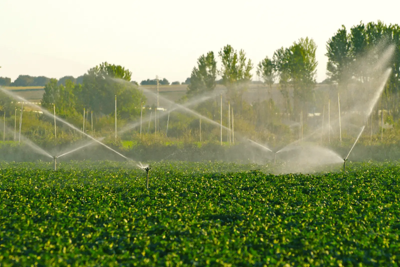 Works on the organization of garden farming. Year 2025